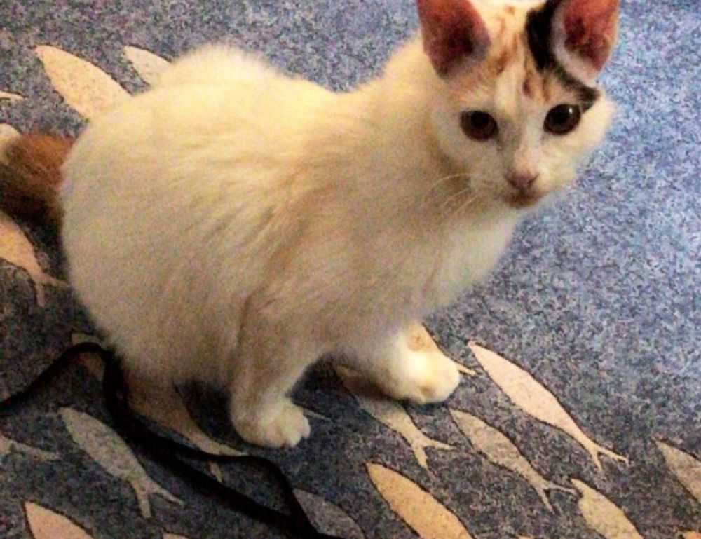 tecninoveno.blogspot.com